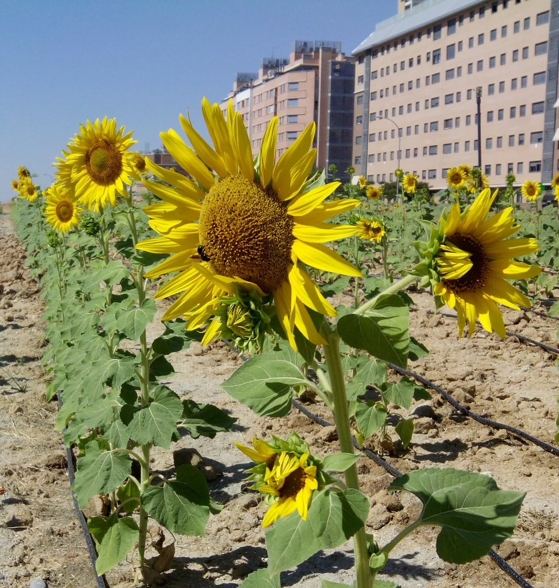 Girasoles en el Ensanche de Vallecas (Foto: Basurama)
